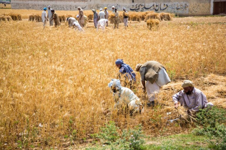 Harvesting grain in Punjab Province, Pakistan